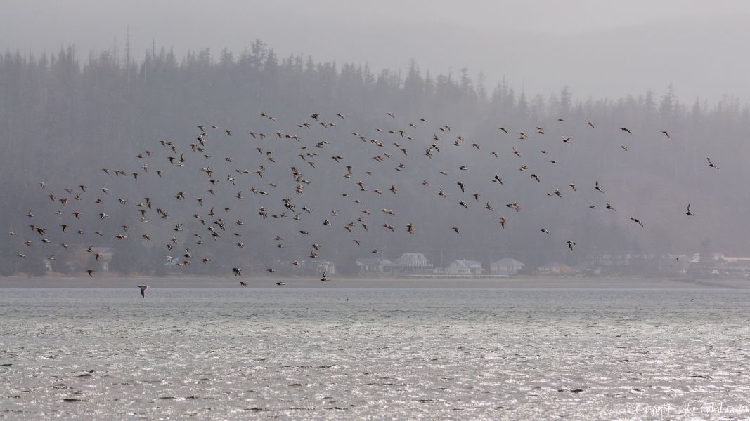 dsc04413 avec accentuation bruit