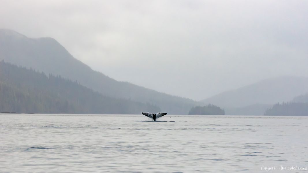 dsc06976 avec accentuation bruit