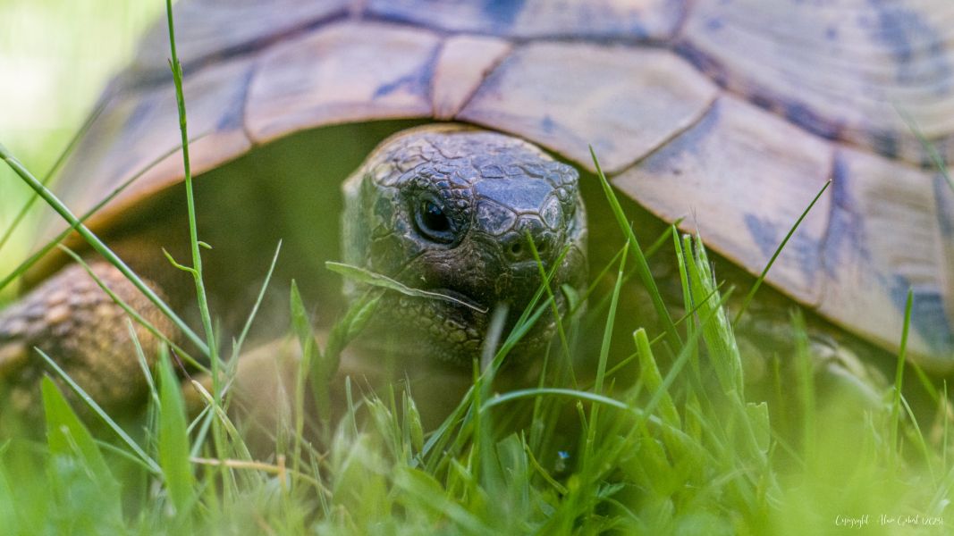 240527 kerkini  ani6146