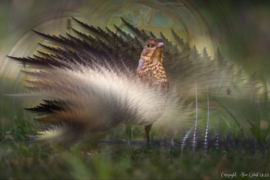 merle paon all0205 5065