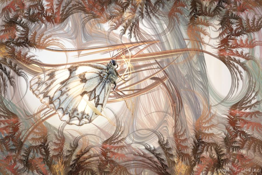 alain gobert coeur de nymphe  spo8965